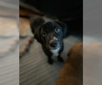 Small #1 Labrador Retriever Mix