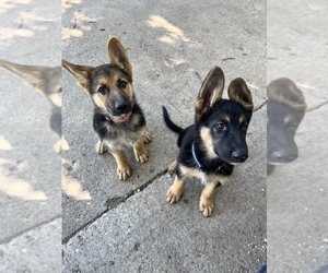 German Shepherd Dog Puppy for sale in SPRING VALLEY, MN, USA