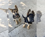 Small Photo #1 German Shepherd Dog Puppy For Sale in SPRING VALLEY, MN, USA