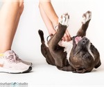 Small #3 American Pit Bull Terrier Mix