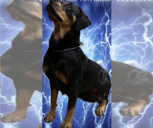Mother of the Rottweiler puppies born on 05/11/2025