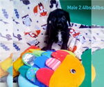 Small #1 Dachshund Mix