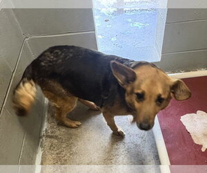 China - Female Mutt Dog for Adoption - Photo #3