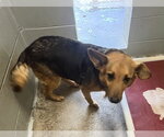 Small Photo #3 Mutt Puppy For Sale in Sistersville, WV, USA