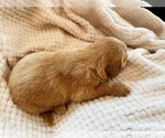 Small Photo #20 Goldendoodle Puppy For Sale in WOODLAND, AL, USA