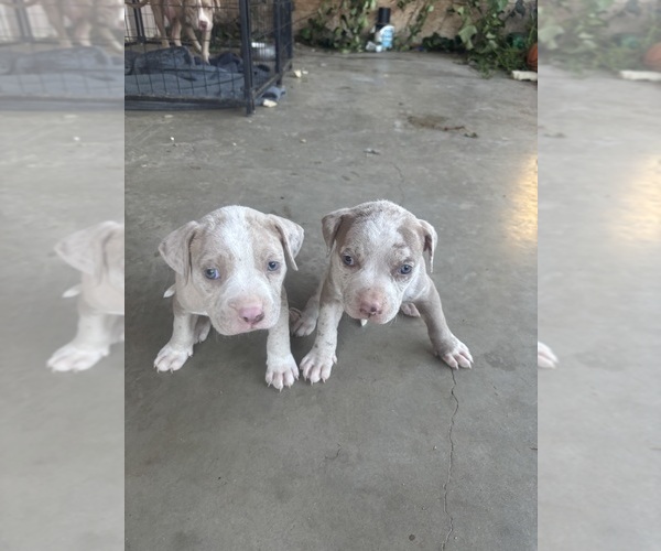 Medium Photo #1 American Pit Bull Terrier Puppy For Sale in SAN GABRIEL, CA, USA