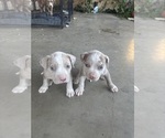 Small American Pit Bull Terrier
