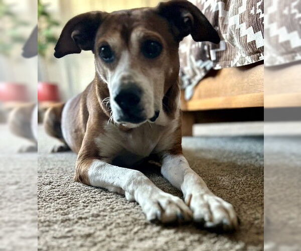 Medium Photo #2 Bogle Puppy For Sale in Wakefield, RI, USA