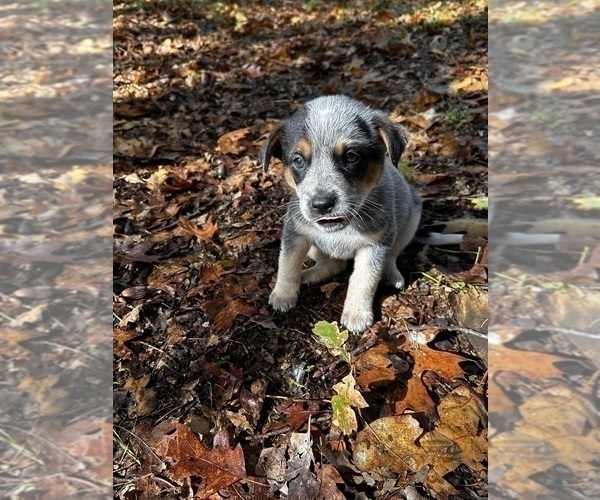 Medium Photo #2 Australian Cattle Dog Puppy For Sale in OREGON HOUSE, CA, USA
