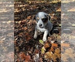 Small #1 Australian Cattle Dog