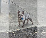 Small #1 French Bulldog Mix