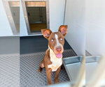 Small #1 Labrador Retriever Mix