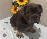 Small #12 French Bulldog