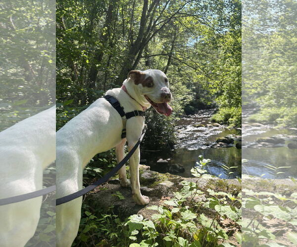 Medium Photo #2 American Pit Bull Terrier-Unknown Mix Puppy For Sale in Westwood, NJ, USA