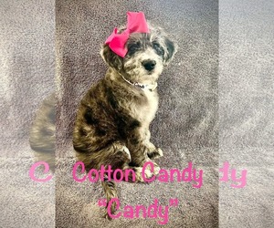 Poodle (Standard)-Unknown Mix Dogs for adoption in Oakhurst, NJ, USA