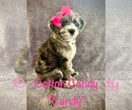 Small Poodle (Standard) Mix
