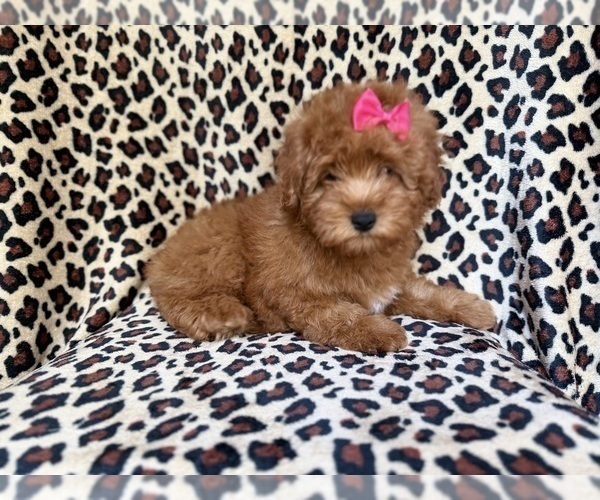 Medium Photo #7 Aussiedoodle Miniature  Puppy For Sale in LAKELAND, FL, USA