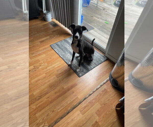 Medium Photo #2 Labrador Retriever-Unknown Mix Puppy For Sale in Aurora, IN, USA