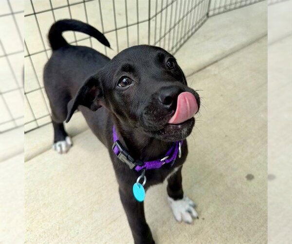 Medium Photo #1 Labrador Retriever-Unknown Mix Puppy For Sale in Waterford, VA, USA