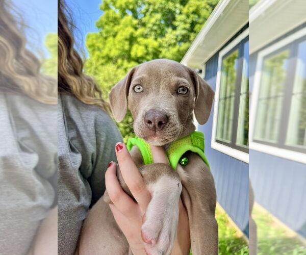 Medium Photo #9 American Staffordshire Terrier-Unknown Mix Puppy For Sale in Brewster, NY, USA