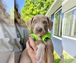 Small Photo #9 American Staffordshire Terrier-Unknown Mix Puppy For Sale in Brewster, NY, USA