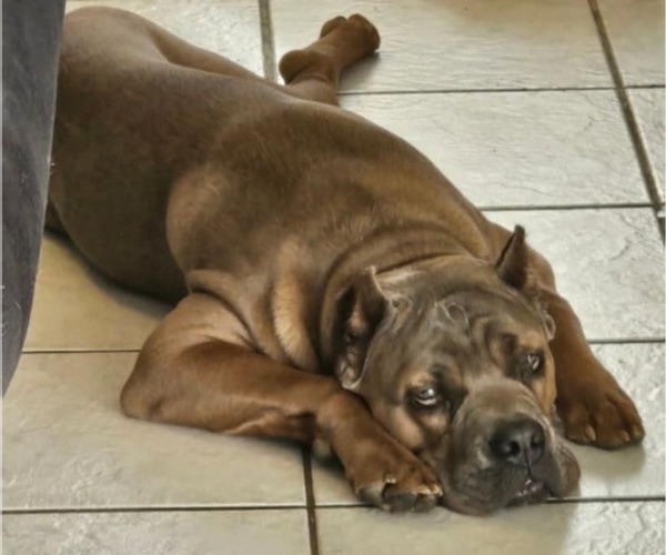Medium Photo #1 Cane Corso Puppy For Sale in PEORIA, AZ, USA