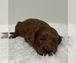 Puppy Smooth Dark Goldendoodle (Miniature)