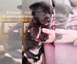Small Photo #2 Wolf Hybrid Puppy For Sale in BUNKER HILL, WV, USA