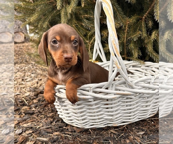 Medium Photo #3 Dachshund Puppy For Sale in MIDDLEBURY, IN, USA