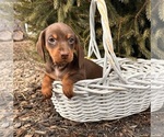 Small #2 Dachshund