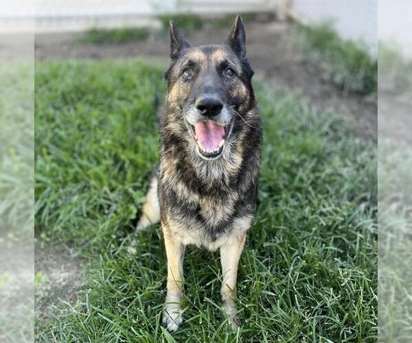 Medium Photo #1 German Shepherd Dog Puppy For Sale in Modesto, CA, USA