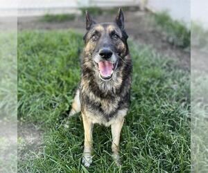 German Shepherd Dog Dogs for adoption in Modesto, CA, USA