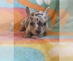 Image preview for Ad Listing. Nickname: Litter of 7