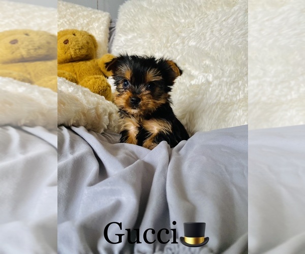 Medium Photo #6 Yorkshire Terrier Puppy For Sale in COOKEVILLE, TN, USA