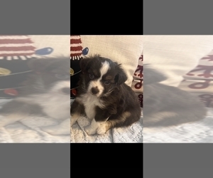Medium Miniature Australian Shepherd