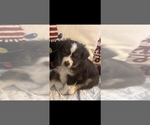 Puppy Winnie Miniature Australian Shepherd