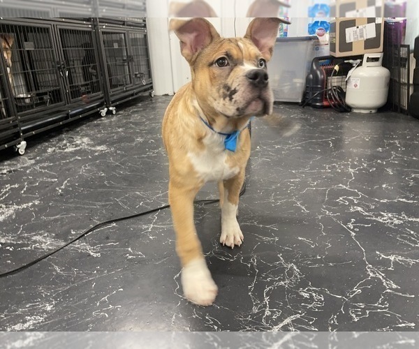 Medium Photo #8 American Bully Puppy For Sale in REESEVILLE, WI, USA