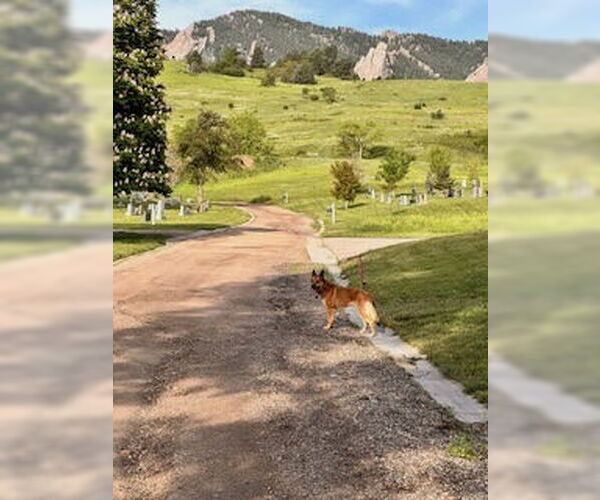 Medium Photo #5 German Shepherd Dog-Unknown Mix Puppy For Sale in Fort Collins, CO, USA