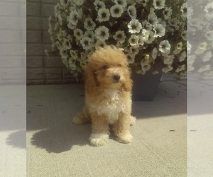 Bichpoo Puppy for sale in MILLERSBURG, OH, USA