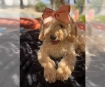 Small Photo #53 Goldendoodle mix (+ Poodle Miniature) Puppy For Sale in MENIFEE, CA, USA