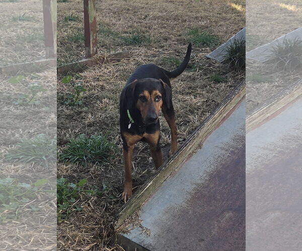 Medium Photo #2 Mutt Puppy For Sale in Iroquois, IL, USA