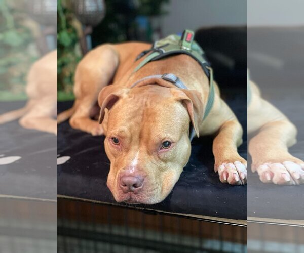 Medium Photo #7 American Pit Bull Terrier-Unknown Mix Puppy For Sale in Lockport, NY, USA