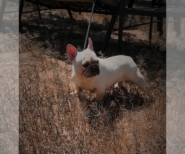 Medium Photo #5 French Bulldog Puppy For Sale in YUCCA VALLEY, CA, USA