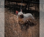 Small #4 French Bulldog