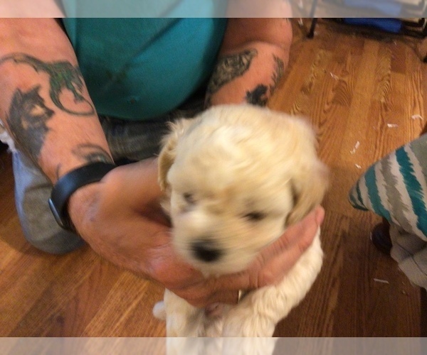 Medium Photo #2 Maltipoo Puppy For Sale in WETUMPKA, AL, USA