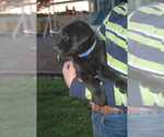 Small Photo #2 Shepradors Puppy For Sale in BERNVILLE, PA, USA