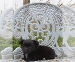 Small #12 Chihuahua
