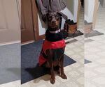 Small #9 Doberman Pinscher