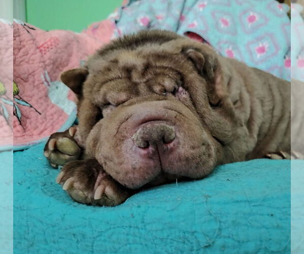 Medium Photo #4 Mutt Puppy For Sale in Raleigh, NC, USA