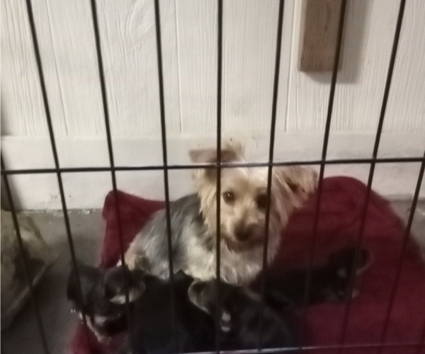 Medium Photo #1 Yorkshire Terrier Puppy For Sale in BIRCH TREE, MO, USA